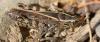 Calliptamus sp.